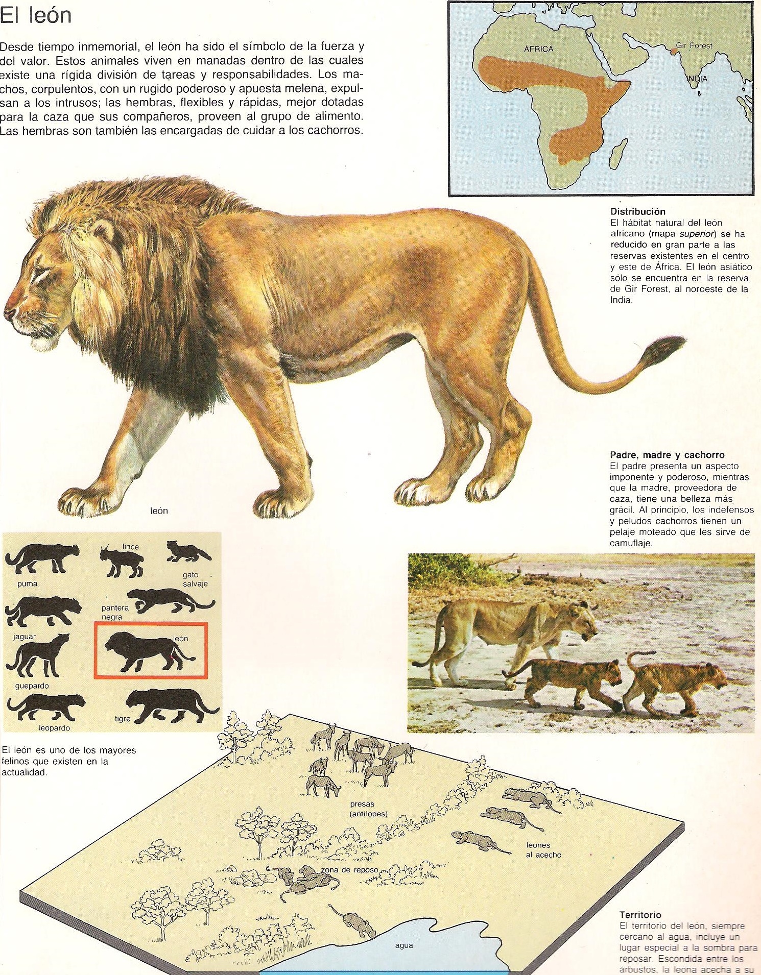 Top 43+ imagen enciclopedia de leones